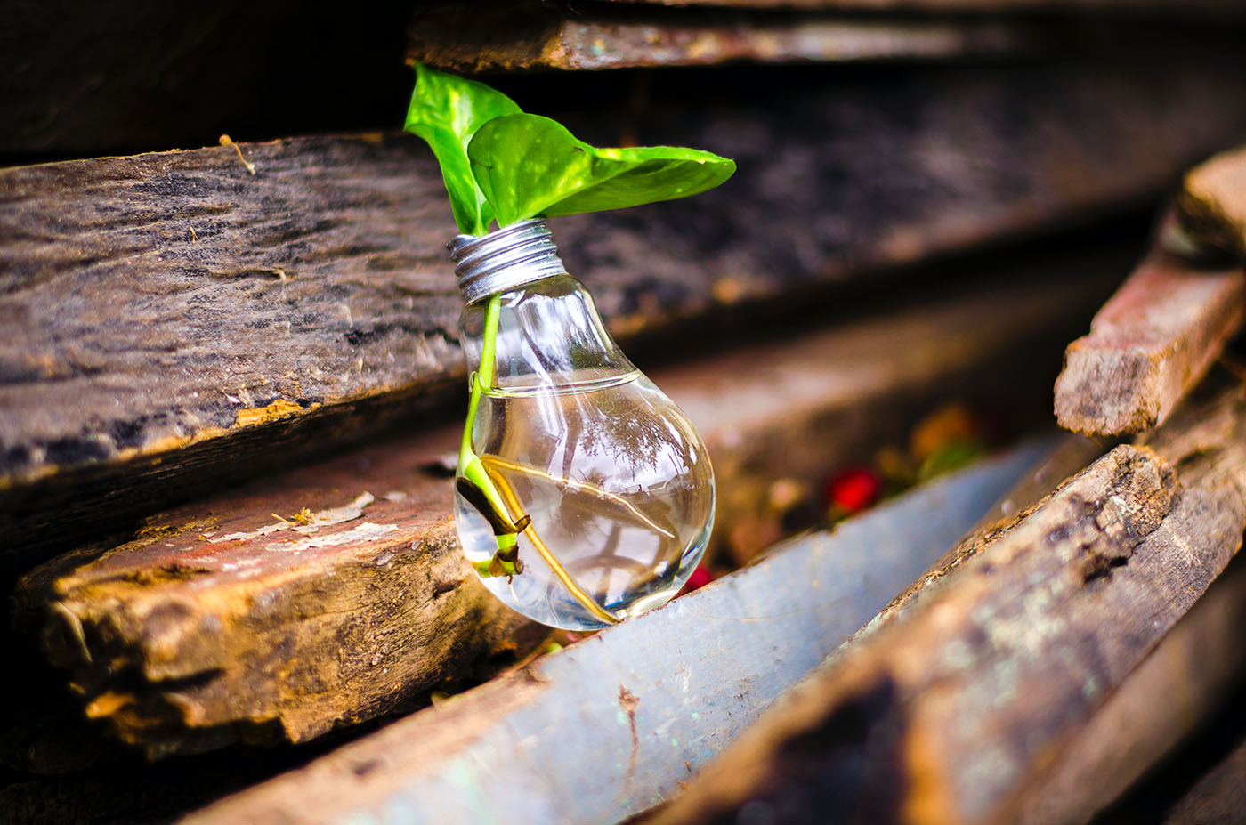 close-up-of-beer-bottles-on-wood-315658-resized